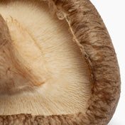 Energy Support with Cordyceps & Shiitake Mushroom Gummy